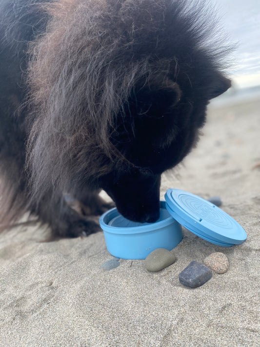 How I Keep My Pets Hydrated on Summer Adventures!