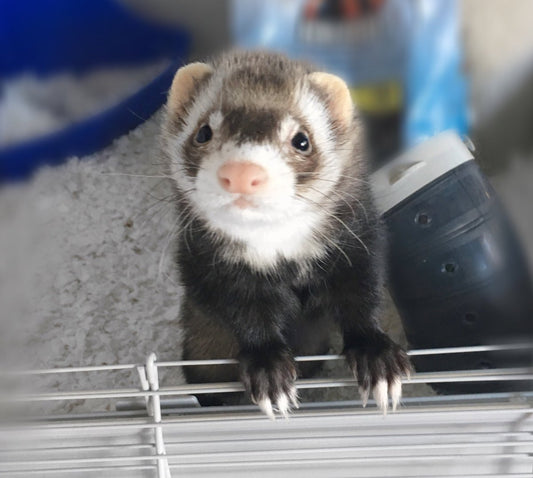 How to setup a cage for a pet ferret